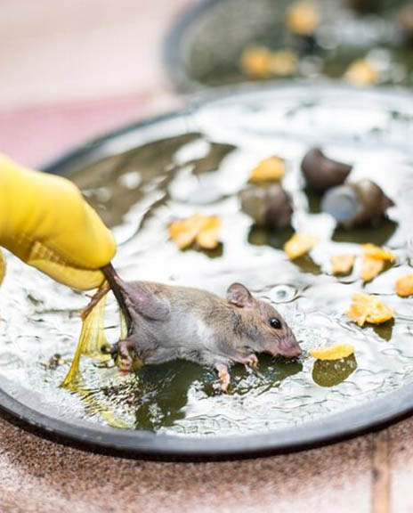 Rodent Droppings Cleanup